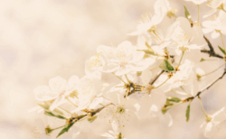 脚本『春ノ夢』の販売スタート