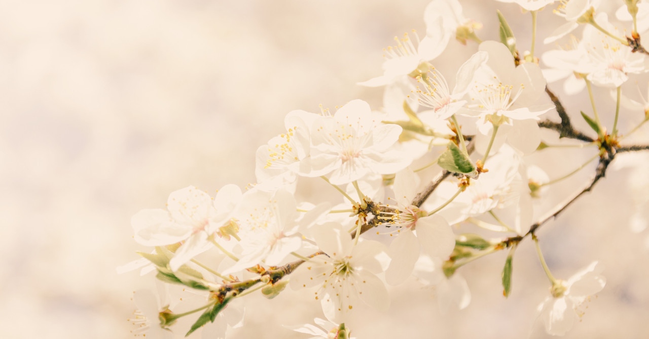 脚本『春ノ夢』の販売スタート